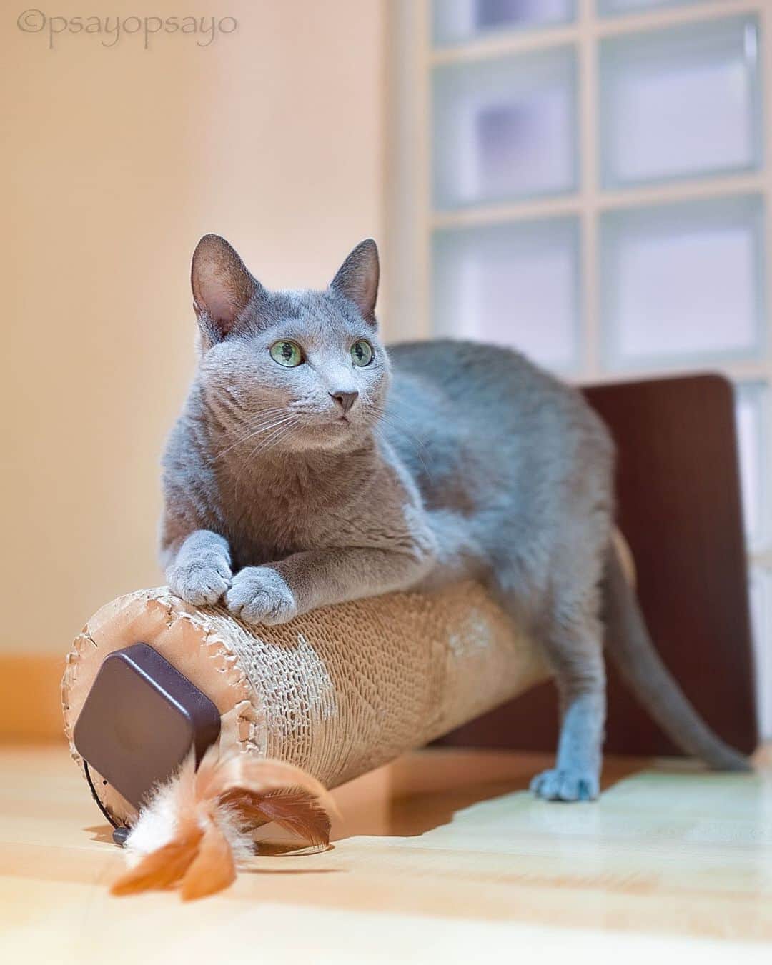 ❤?❤❤❤ Sayo ??❤?❤️❤️❤️のインスタグラム：「★ Happy Caturday ★. . I’m busy scratching 😽👍🏻💕 . 『何にゃ？私はお爪のお手入れで忙しいんだからね😽💅💕』.皆様素敵な週末を✨✨ . .  😺  #weeklyfluff  #pets_perfection  #pets_of_our_world  #igersjp  #paw_smile_pictures #balousfriends #nc_cuties #raw_pets #nekoclub #NECOくらぶ #bestphoto_japan #IG_JAPAN #petoftoday #PETS_iLLife  #catsofinstagram #みんねこ #ロシアンブルー #ねこ #cat #ふわもこ部 #tokyocameraclub #猫とおうち時間 #ペコねこ部 #nyancon01 #cat_features  #ハートワン動物病院きゅんきゅんフォトコンテスト」