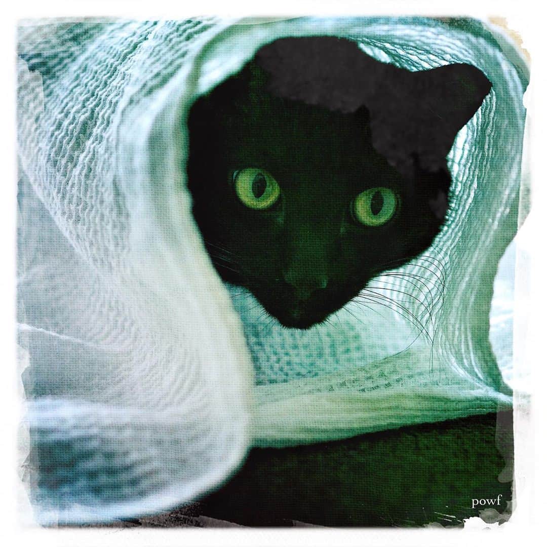 anemone_69のインスタグラム：「. #ハカセとキョウジュ #blackcat #黒猫 #cat #猫 #保護猫 . #DreamCanvas_powf . . .」