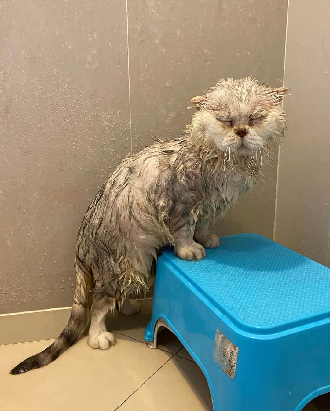 Haruのインスタグラム：「Baby seal 💦 #harubabyseal」