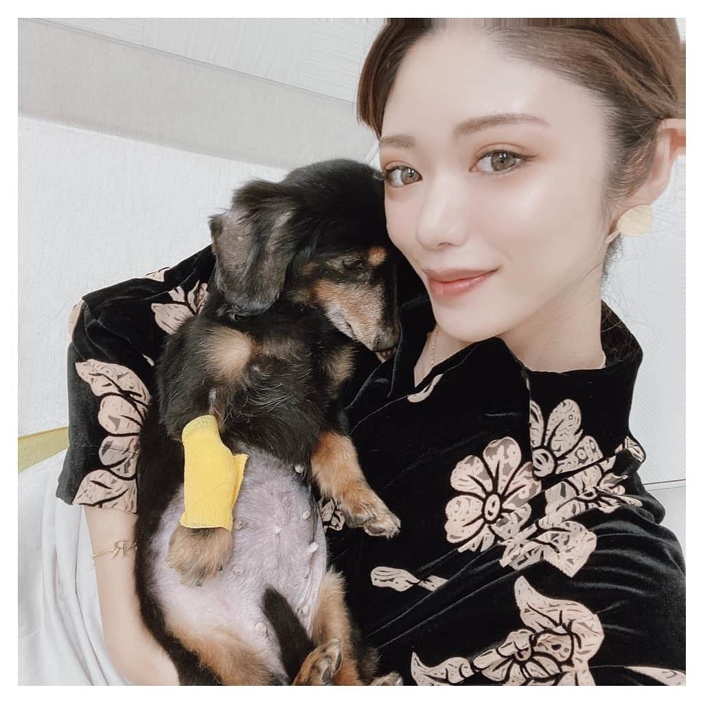 ARIKAのインスタグラム：「可愛い愛犬💖 . 急に体調悪くなって今は入院してるけど 一生懸命生きようとしてるから 絶対またお家に帰ってこれるって 信じてる😊💓 ここ最近泣きっぱなしでめっちゃ 寂しいけど今は我慢する(´；ω；｀)！ 早く元気になっていっぱい思い出作ろうね🥰 . #愛犬 #dog #lovedogs #workout #makeup #hair #me #girl #swag #l4l #love #selfie #bestoftheday #followme #東京 #写真好きな人と繋がりたい #お洒落さんと繋がりたい #犬 #フォロー #早く元気になってね」