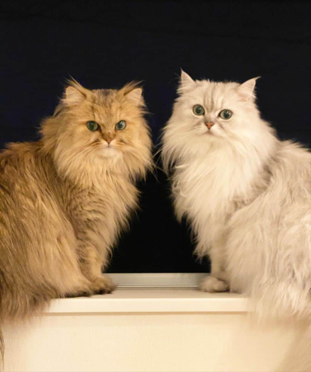 兄弟猫と私と夫の2トムのまいにちさんのインスタグラム写真 - (兄弟猫と私と夫の2トムのまいにちInstagram)「Night 🌙 おやすみなの いい夢みてね、なの  cat#cats#pet#catsofinstagram#catstagram#catstagram_japan#instacat#cutecat#cutepetclub#bestcats#world_kawaii_cat#catoftheday#meow#bestmeow#TheDailyKitten#ねこ#ネコ#猫#ねこ部#ふわもこ部#pecoねこ部#みんねこ#チンチラ#チンチラゴールデン#チンチラシルバー#ペルシャ#みぃ豆#ふぅ豆」10月24日 21時40分 - maamiff