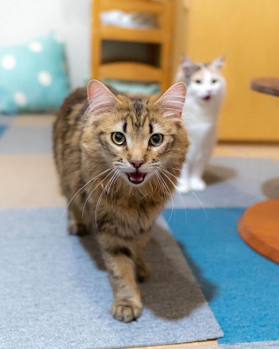 マアルのインスタグラム：「テトさん #🐱 #北海道 #旭川 #猫  @psmaaru #catsofinstagram #meowfeature #kitty #catoftheday #pleasantcat #instacat #dailycat #meowed #katze #happycatclub #cats_of_day #petsofinstagram #neko #catfeature #catlover #cats #weeklyfluff #cat #catloversclub #excellent_cats #kitty #catphoto #cats_of_instagram #냥스타그램 #고양이 #แมว」