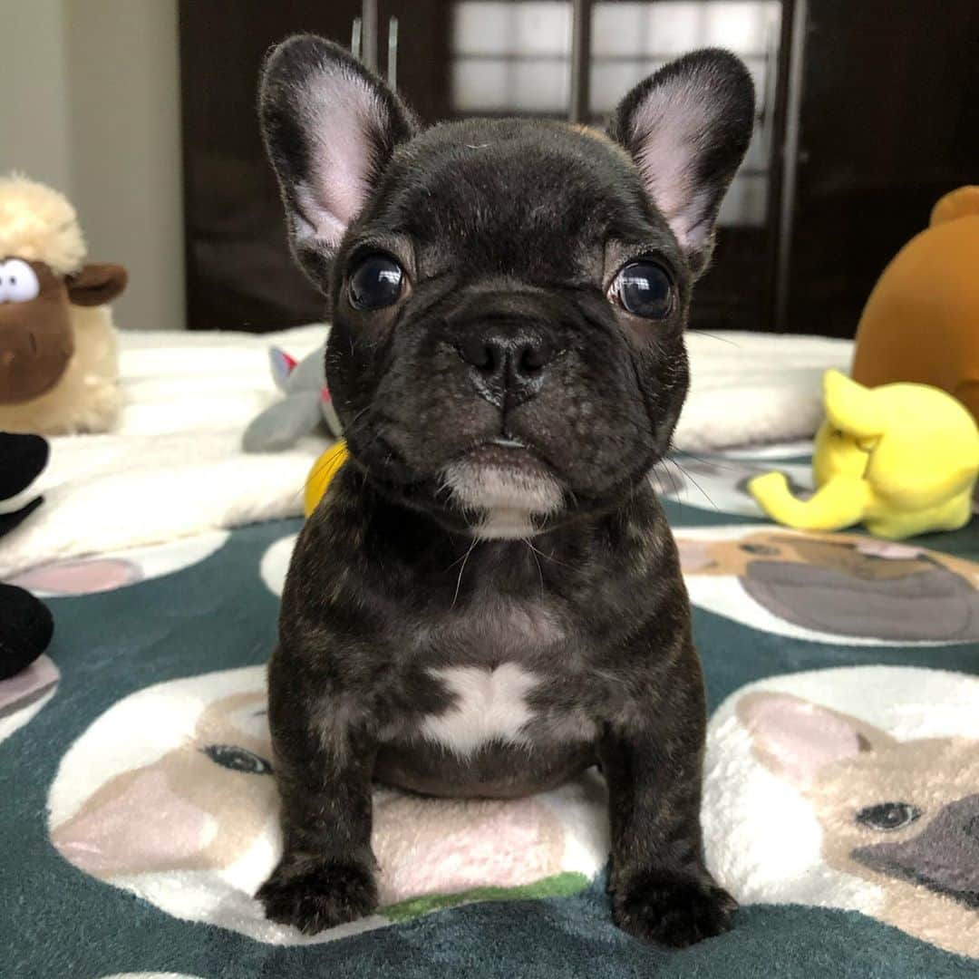 Regeneratti&Oliveira Kennelさんのインスタグラム写真 - (Regeneratti&Oliveira KennelInstagram)「Good morning sweetie 💕🤩 #cutepuppies #frenchie #frenchies1 #bulldogfrances #bulldog #saturday」10月24日 21時51分 - jmarcoz