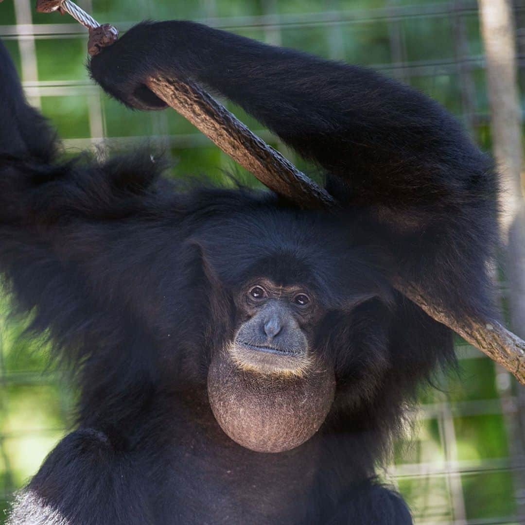 スミソニアン国立動物園さんのインスタグラム写真 - (スミソニアン国立動物園Instagram)「🐵🌳 Swing into International Gibbon Day! These acrobatic and arboreal apes have some amazing adaptations. Quench your curiosity with these fascinating facts: https://s.si.edu/3jxlmlj.  . . . #InternationalGibbonDay」10月24日 22時15分 - smithsonianzoo