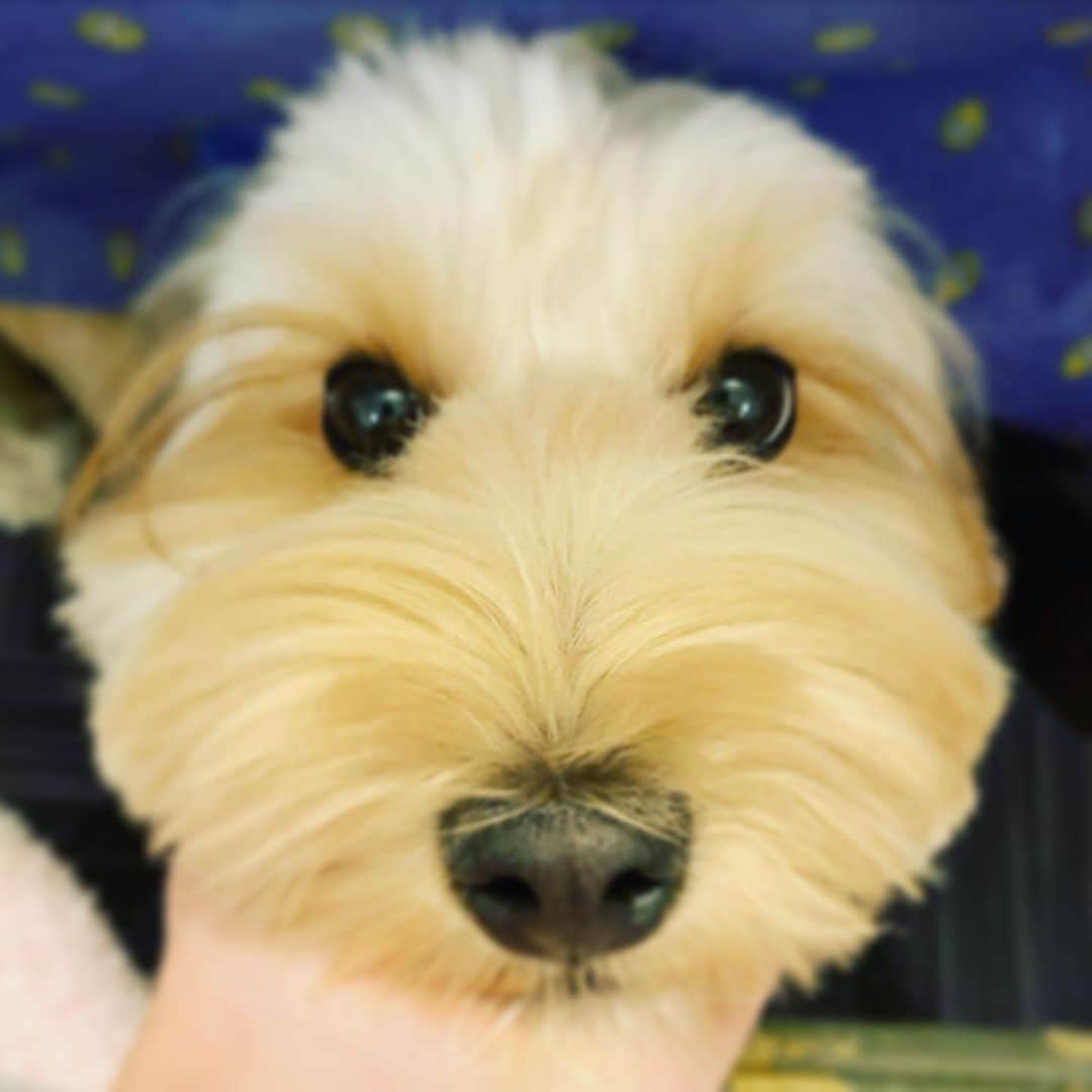 北山陽一のインスタグラム：「みみがどっかいった。#きたやまおかき」