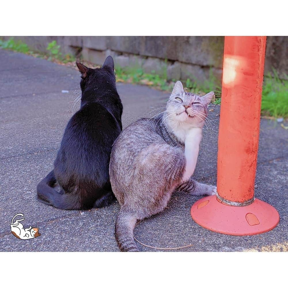 片瀬美月のインスタグラム：「🐈🐾🐈 * * * きょうはノラネコチャンがすごい顔してました(꒪꒳꒪ ) * * * 🐈🐾🐈 #のらねこ  #のらねこ部  #野良猫  #ねこ #ネコ  #ねこすたぐらむ  #cat  #catstagram」