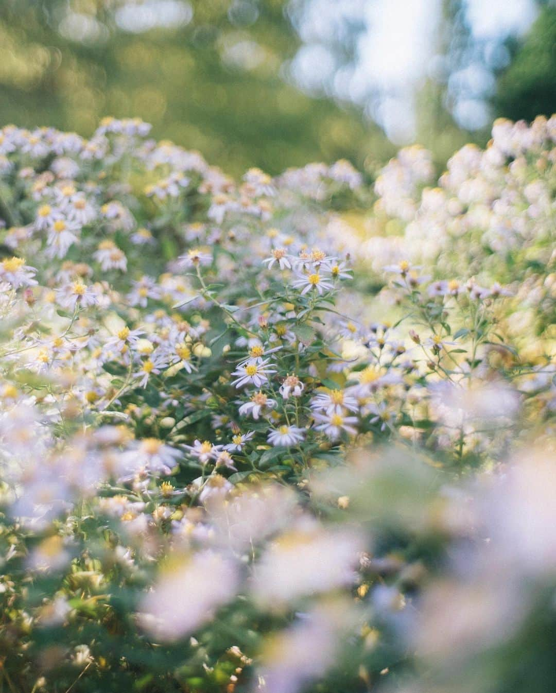 Naokoのインスタグラム：「beautiful day..✨ * 子供を追いかけながら 隙を見てはキラキラしてるものを 見つけてカメラを向ける。 いい一日でした🍁」