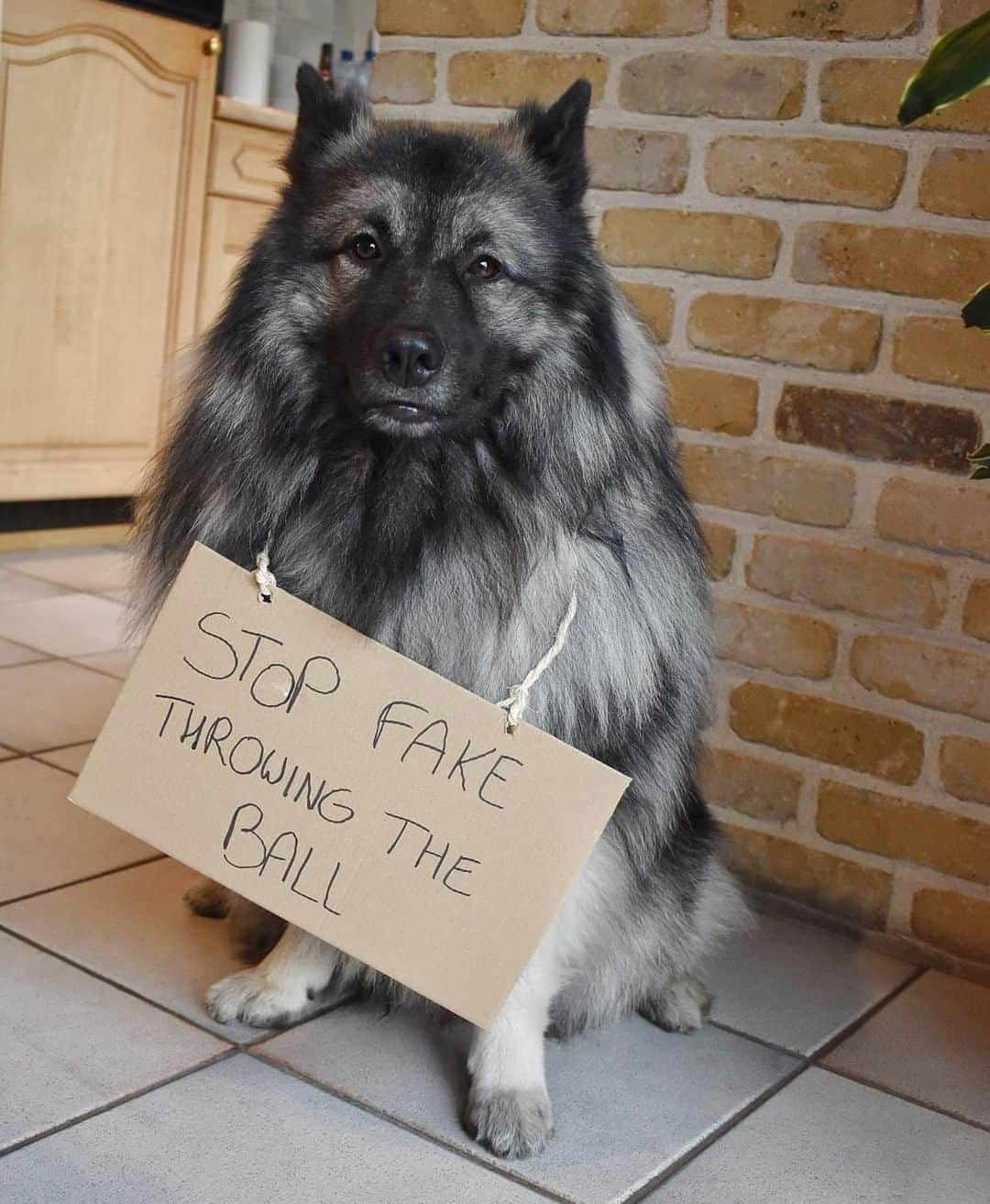 8crapさんのインスタグラム写真 - (8crapInstagram)「Stop disappointing the good boi 🥺 - Want to get featured like him? Join “The Barked Club” on FACEBOOK and post something now! 👉 barked.com - 📷 @arkothekeeshond - #TheBarkedClub #barked #dog #doggo #Wolfspitz #Keeshond」10月24日 23時00分 - barked