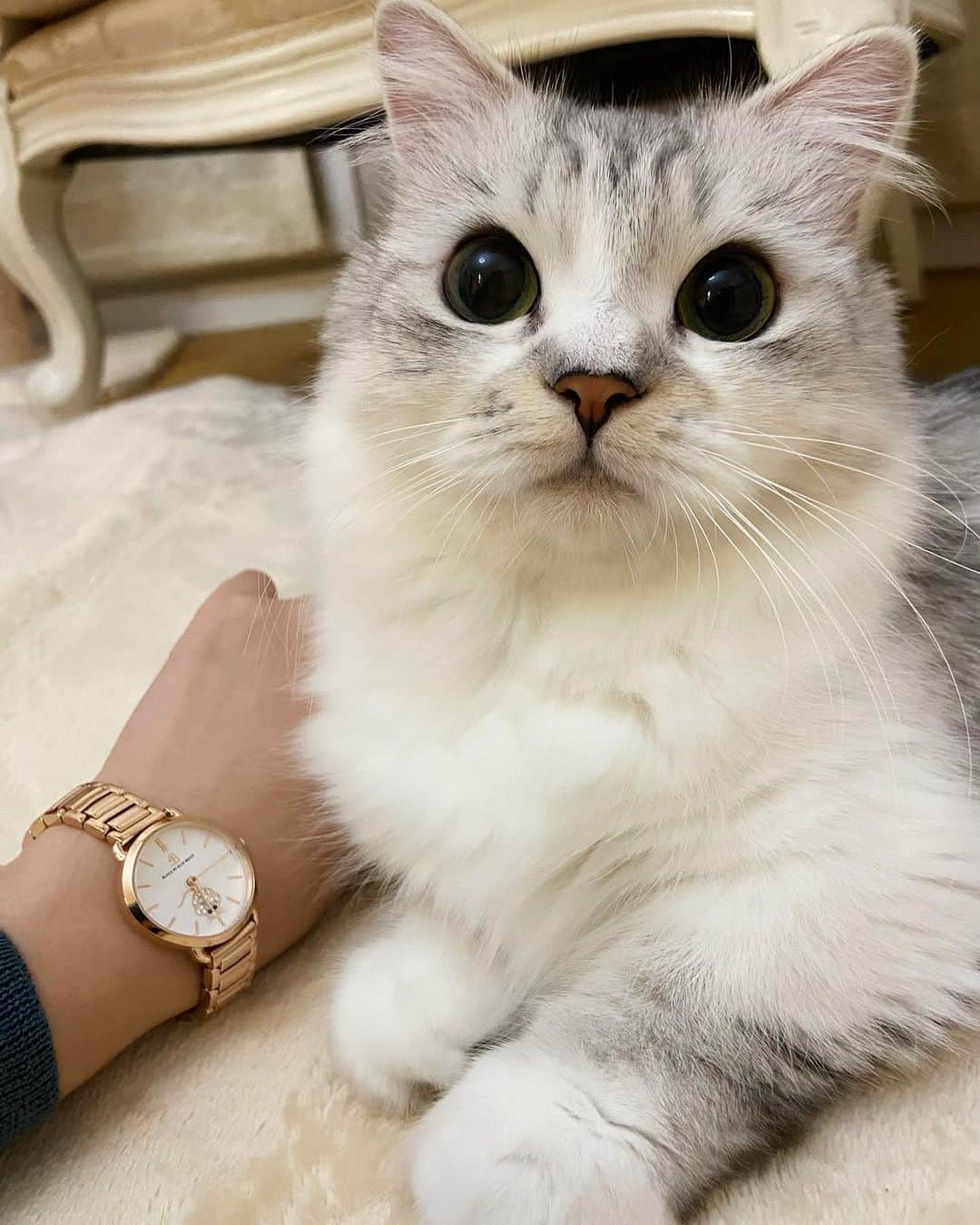 マンチカンのココ王子のインスタグラム：「ユメちゃん、今からお風呂に連れてくよ😙🛁  新作ねずみさんと🐭  @4bwatches_japan  さんで使える10%OFFクーポンコード 【cocolju】 クーポン期限2021.10.21  #4bwatches #腕時計 #時計 #brackbybruebrave」