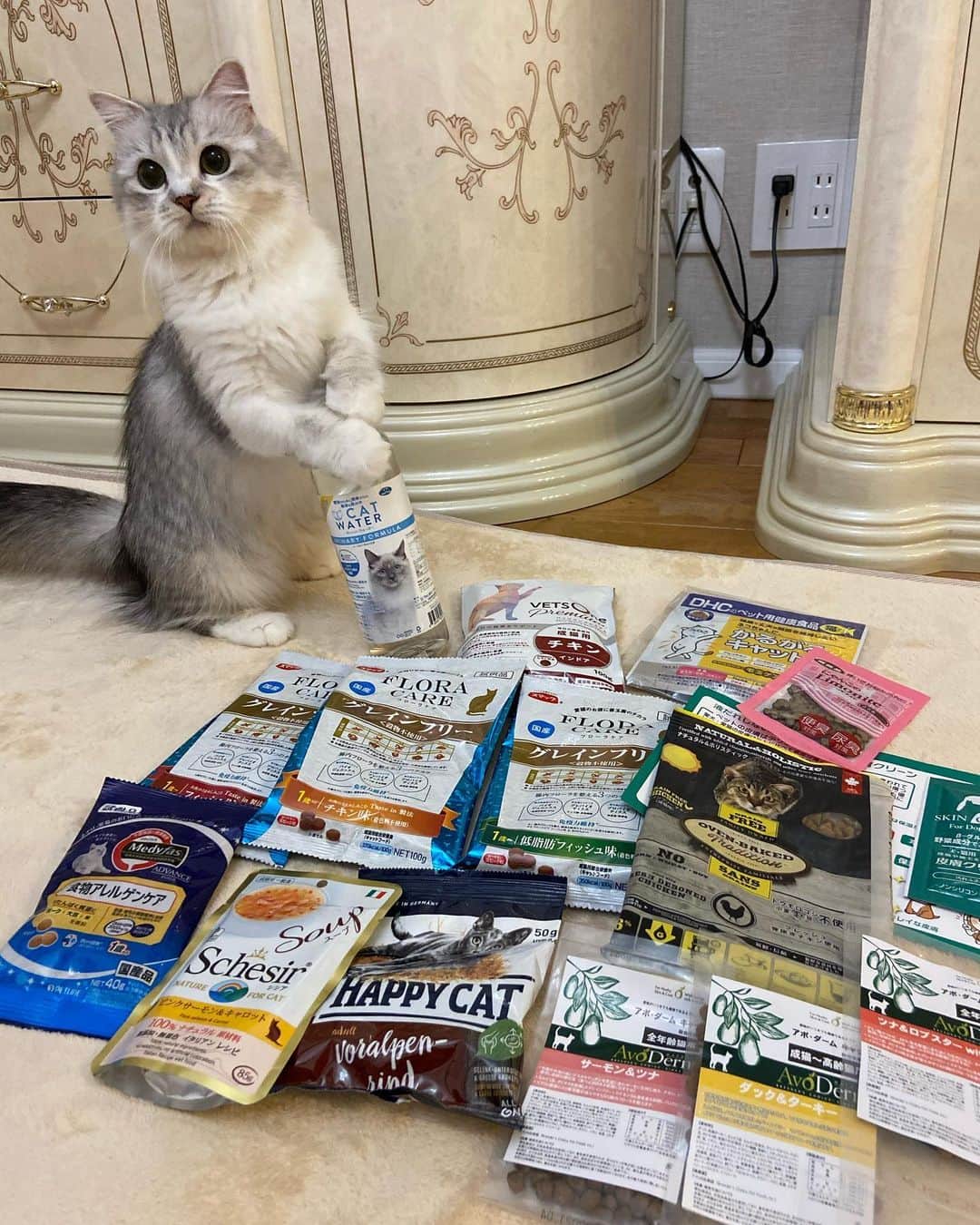 マンチカンのココ王子のインスタグラム：「ユメちゃん水持ってる😆💕  今日インターホンが鳴って出たら、 楽天ペットさんからサプライズプレゼントが😳✨  急に届いたのでビックリ💦」