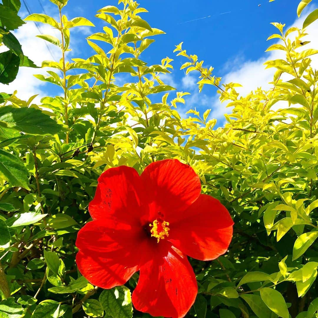 宮崎宣子さんのインスタグラム写真 - (宮崎宣子Instagram)「夏はまだ沖縄にありました☀️  #ハイビスカス #沖縄 #goto #真夏」10月24日 23時39分 - miyazaki_nobuko