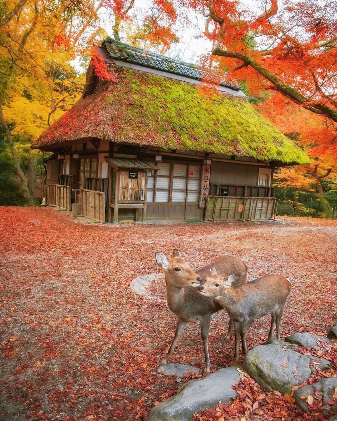 Live To Exploreさんのインスタグラム写真 - (Live To ExploreInstagram)「Nara Park, Japan Is Autumn your favorite season?  Photography by @ui_hii618love Comment down below your loved ones to see the photo!」10月24日 23時32分 - welivetoexplore