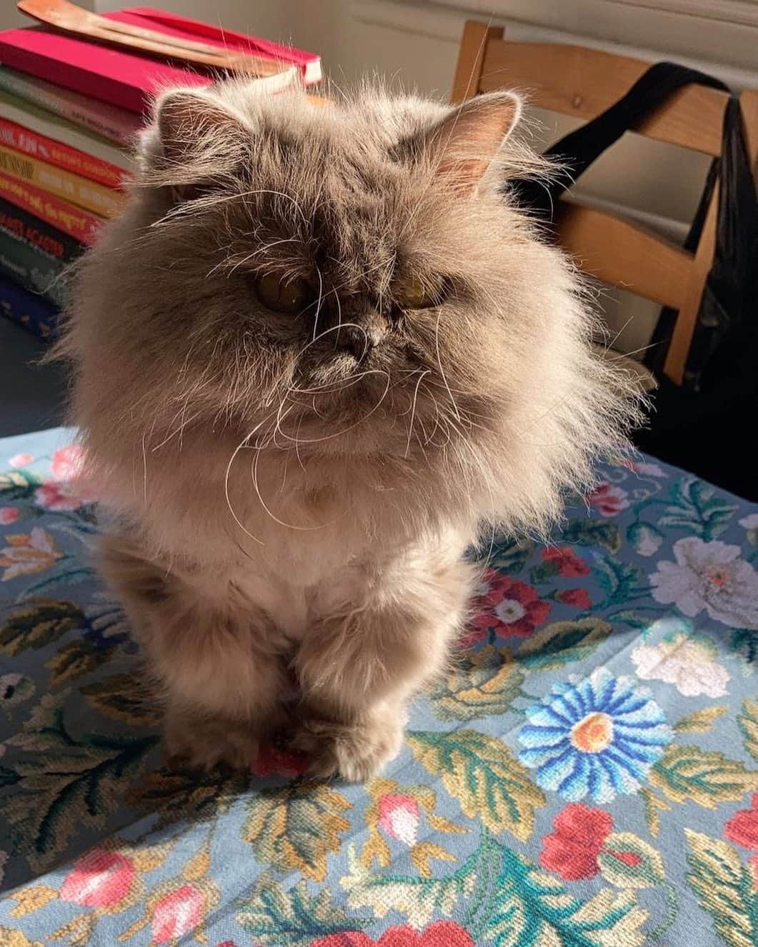 イヴァナ・リンチのインスタグラム：「Sunpuss🌻🌞🌼☀️😺 you know when you buy a fancy new thing and your cat immediately sits on it and tells you with her eyes ‘my fancy new thing’. Here’s Puff with her new tablecloth. 💗💜🌸🌺🌸🌼🌿」