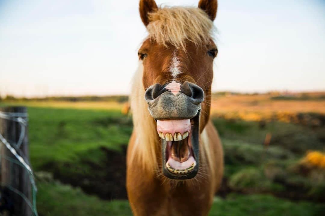 アニマルプラネットさんのインスタグラム写真 - (アニマルプラネットInstagram)「Just like with us humans, routine dental care is imperative for horses. On tonight's #drjeff: Rocky Mountain Vet, we join Dr. Nichols and Hector for a trip to the country to give a rescue horse named Red a thorough dental exam (featuring some rather unorthodox tools). Tune in later at 9pm ET! . . . . . #drjeffrockymountainvet #veterinarymedicine #animalplanet #drjeffyoung #horse #equinescience #equine #horses #dentalcare #teeth #dentist #photooftheday #pictureoftheday」10月25日 0時03分 - animalplanet