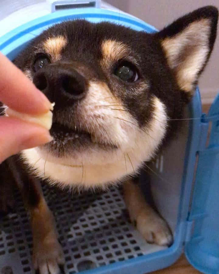まめ丸のインスタグラム：「* * チーズ🧀ちょっと もらえたーーーーー🐶💓 #まめ丸の別荘  * * #ぺろぺろぺろぺろ #ぼくがおうちに来たときのキャリー🐶  #もう小さいけどまだまだはいるよ * #柴犬#豆柴#柴#黒柴#犬#しばいぬ#shiba#shibainu#shibastagram#shibadog#ig_japan#ig_dogphoto#puppy#instadog#dogstagram#dog#petstagram#pet#강아지#dailyfluff#weeklyfluff」