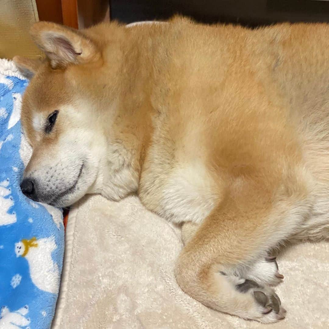 まる（まるたろう）さんのインスタグラム写真 - (まる（まるたろう）Instagram)「Good night!!✨🐶💤✨明日は日曜日だからお寝坊して良い日だよ〜 #嬉しいな〜 #でも #パパはちゃんと起きてね #お散歩代わりに行ってもらわなあかんから #ほなよろしゅうたのんます」10月25日 0時14分 - marutaro