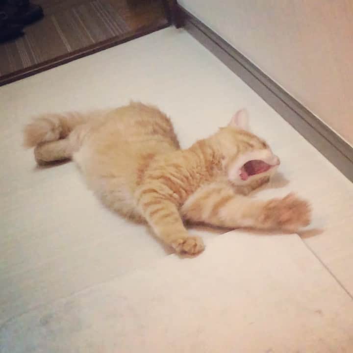 岡田屋鉄蔵のインスタグラム：「ハム氏の優雅な入浴タイム。但し入水はしない。サウナ的な使い方してる？」