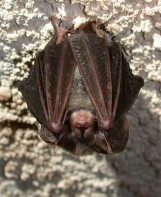 アメリカ内務省さんのインスタグラム写真 - (アメリカ内務省Instagram)「It’s Bat Week - a time to celebrate the role of bats in nature and all these amazing creatures do for us. From providing essential pest control to pollinating our plants, bats are the unsung heroes of the night. Without bats, say goodbye to bananas, avocados, mangoes and agave (the base ingredient for tequila). Each night, #bats can eat their body weight or more in insects, helping protect crops from pests. So, please don't disturb them when they're napping. Photo of a bat at Mammoth Cave National Park (@MammothCaveNPS) in #Kentucky by #NationalPark Service. #MammothCave #BatWeek #usinterior」10月25日 0時10分 - usinterior