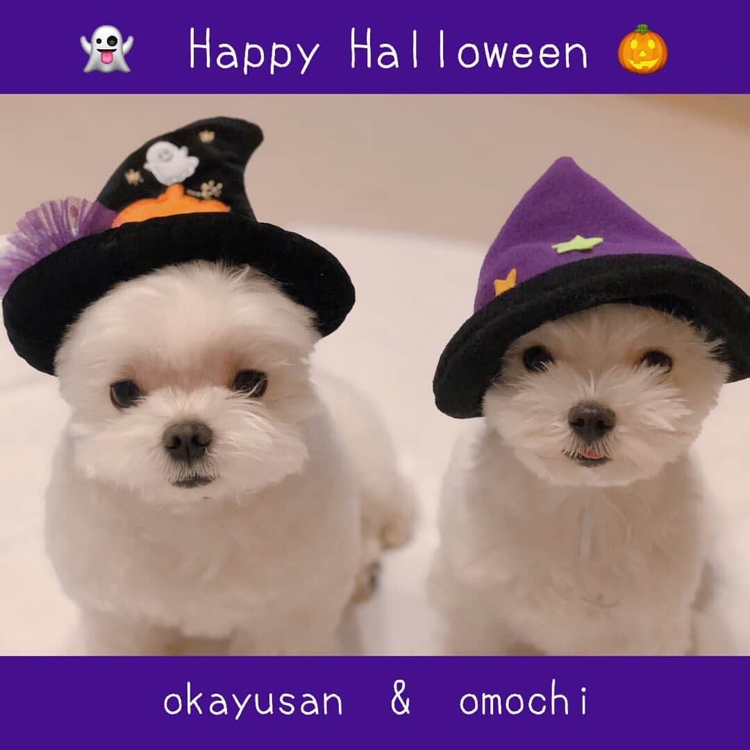 おかゆ & おもちさんのインスタグラム写真 - (おかゆ & おもちInstagram)「...🐶👻🐶🎃..・.✨ . . Happy Halloween✨✨ . おかゆともっちも、ハロウィン帽子を被って、はい、チーズ📸 . . やっぱり、お決まりのズレ💦😆 . . ハチャメチャ動画は、今から編集するから、また明日かな？😆🎵 . . . . ❤︎ . #maltese #malteselovers #malteseofinstagram #malteselove #happydog   #okayusan #マルチーズ #異母兄妹 #わんこのいる生活 #遊ぶの大好き #ボーロ大好き #鼻ぺちゃ #奈良犬 #peppyフォト部 #dhcいぬ部 #ハロウィン #ハロウィン🎃  . . .」10月25日 0時17分 - okayuchan0421