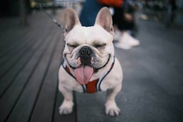 French Bulldogさんのインスタグラム写真 - (French BulldogInstagram)「Do French Bulldogs Laugh? https://frenchie.world/blogs/news/do-french-bulldogs-laugh」10月25日 0時21分 - frenchie.world