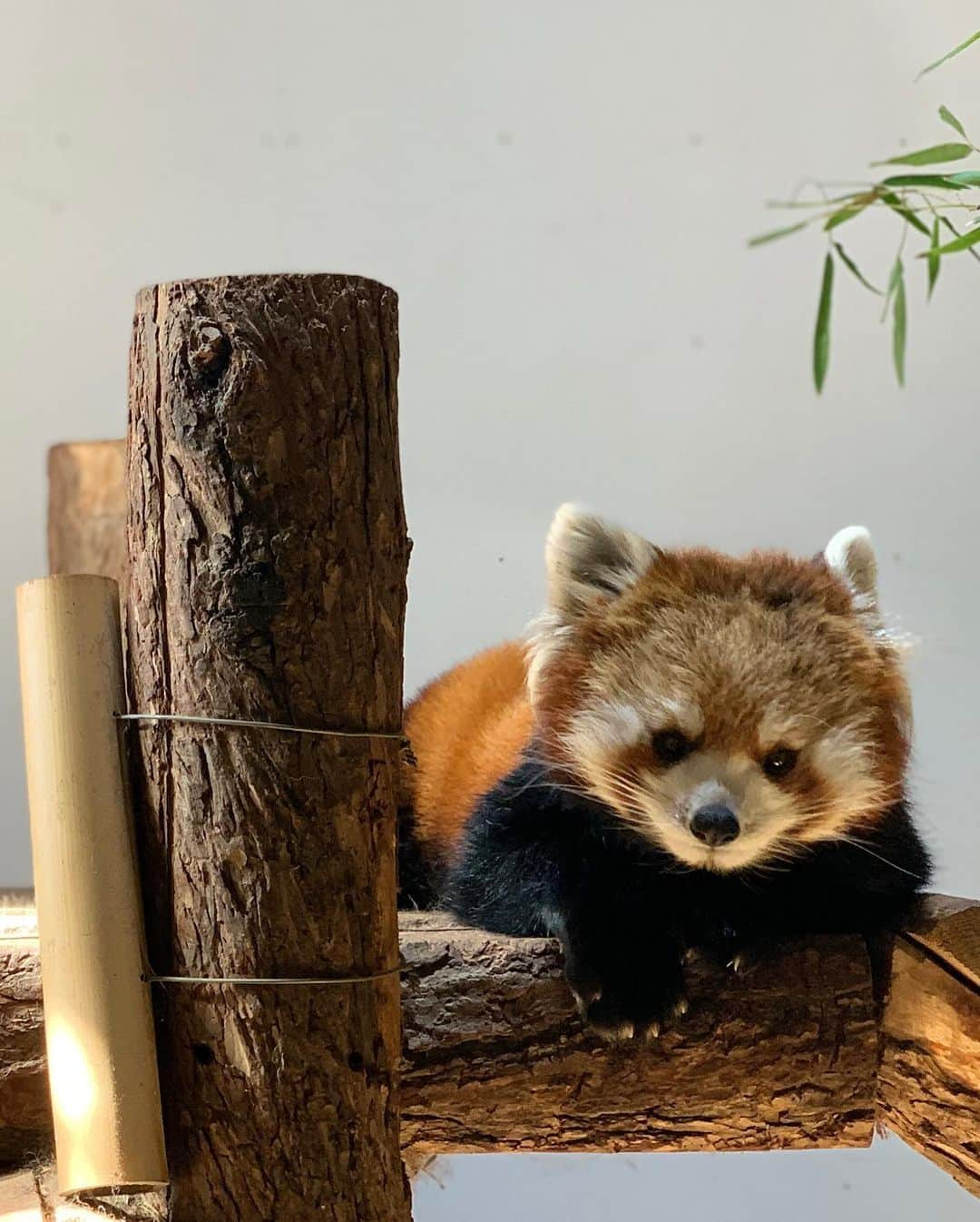 田中幸さんのインスタグラム写真 - (田中幸Instagram)「🍁  茶臼山動物園  ほどよく歩けて 朝の良い散歩  帰り道は 『もう歩けない』と 歩行放棄🧒  @sony  @vlogcamerabysony  @keen_japan  #keenambassador  @marmot_japan  #マーモット #アウトドア旅 #vlog」10月25日 11時27分 - sachitanaka