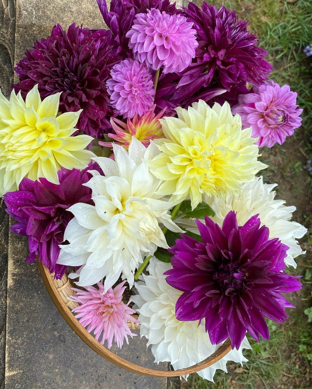 ニーナ・ガルシアさんのインスタグラム写真 - (ニーナ・ガルシアInstagram)「This might be the last of the Dahlias for this year.  During this quarantine and for the first time I had the time to learn an tiny bit  about gardening, I started with dahlias planting these bulbs in spring and with much patience followed and tended  their growth. It is now time  to pick the last of them and store their bulbs.  Gardening has given me such incredible joy and I am so grateful I had the chance to discover this passion. #dahlia #dahlias 🙏🏻😌」10月25日 11時20分 - ninagarcia