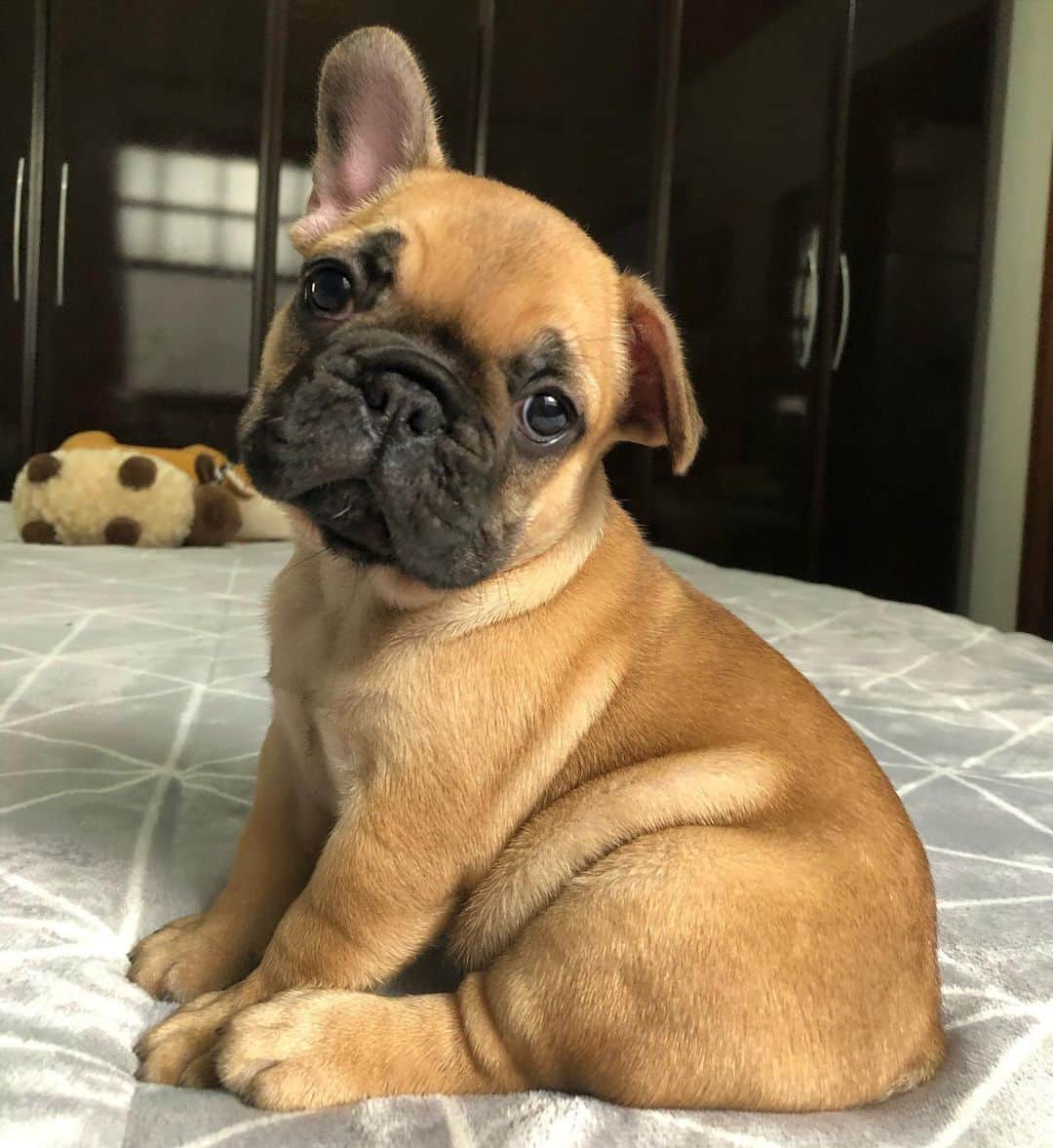 Regeneratti&Oliveira Kennelのインスタグラム：「Rate the cuteness 🤩 #frenchie #puppy #socute #frenchies1」