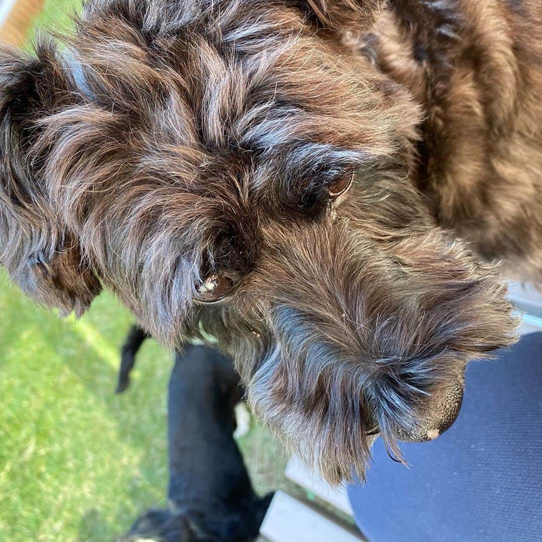 のインスタグラム：「天気良し☀️ 朝からお庭ではしゃいでました😌  #犬　#犬のいる暮らし #シュナウザー　#シュナキャバ　#しゅなすたぐらむ #いぬのきもち  #いぬすたぐらむ」