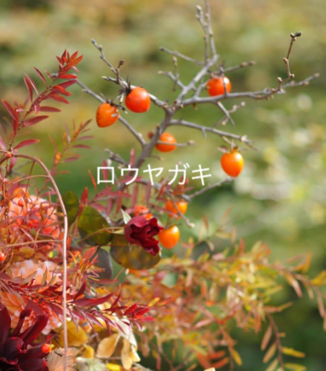 雑誌『花時間』さんのインスタグラム写真 - (雑誌『花時間』Instagram)「おはようございます。﻿ ﻿ ずいぶん冷えるようになったと思ったら、おとといは霜降だったんですね。﻿ ﻿ 二十四節気の霜降（そうこう）は、冬が近づき、霜が降り始める頃のこと。﻿ ﻿ 遠くの野山からは、紅葉🍁の便りも届くようになりましたね。﻿ ﻿ いまが旬のバラとダリアにも秋をまとわせてみませんか？﻿ ﻿ 紅葉したユキヤナギ﻿ ツルウメモドキ﻿ ﻿ それから、それから…柿も入っています😲﻿ ﻿ 2枚めのpicをご覧あれ。﻿ ﻿ ちっちゃなこの柿はロウヤガキ。  漢字では老鴉柿 。「鴉 」＝カラス🦅…ってことは、おじいちゃんガラス柿！？  ツクバネガキという別名のほうがかわいいかも😅﻿ ﻿ 花材として、いま、お花屋さんに出回っていますよー。 ﻿ そういえば、柿もハロウィンカラー🎃😅🎃﻿ ﻿ カボチャと並べて飾っても楽しそう？﻿ ﻿ では、本日も元気smile😊😊😊で素敵な休日を過ごしましょうねー！byピーターパン﻿  花 @chocolat_flowers  写真 @satomi.ochiai78  #flowers #flowerslovers #flowerstagram #flowerarrangement  #花時間 #花時間2020 #花好き #花藝 #花好きな人と繋がりたい #花が好きな人と繋がりたい #花のある生活 #花のある暮らし #花を飾る #花を飾る生活  #バラが好き  #バラが好きな人と繋がりたい #ダリア  #秋の花  #紅葉の季節  #ビタミンf #バラを飾る  #秋のアレンジメント #ハロウィンカラー  #ロウヤガキ #花屋さんへ行こう」10月25日 10時05分 - hanajikan_magazine