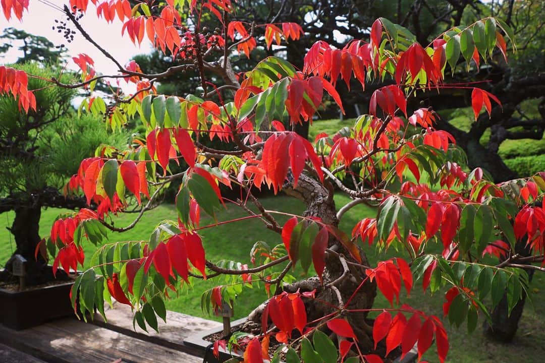 八芳園のグルメインスタ