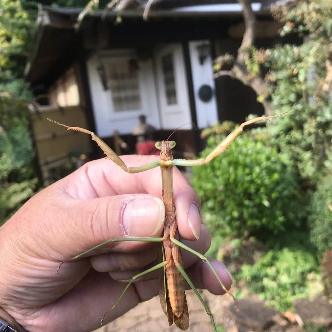 紫栄庵のインスタグラム：「横浜の古民家スタジオ「紫栄庵」にいたカマキリ。だんだん、秋も深まって行きますね、 #古民家スタジオ　#ロケハン　#ロケなび  #ドラマ　#映画　#再現ドラマ　#コスプレ　#鬼滅の刃　#和風スタジオ　#紫栄庵」