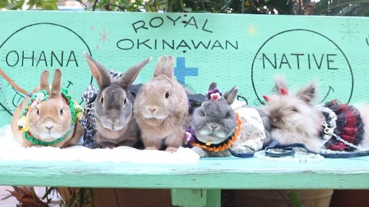 Kayoのインスタグラム：「おじぃさくらん お若い方々の中に、しれっと混ぜていただきました♡ 十兎十色 みんな違ってみんなかわいい🐰」
