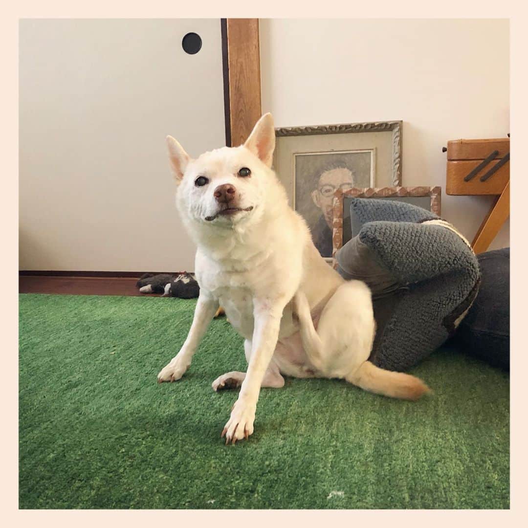 パンといっぴきのインスタグラム：「かきかき。  #元保護犬 #雑種犬 #crossbreed #mixdog #キップル14歳」