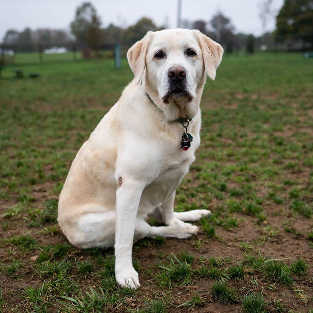 The Dogistさんのインスタグラム写真 - (The DogistInstagram)「Annie, Labrador Retriever (9 y/o), Concord Dog Park, Glen Mills, PA • “Always wants food. Wants what’s on your plate. Standard Labrador.”」10月25日 10時40分 - thedogist