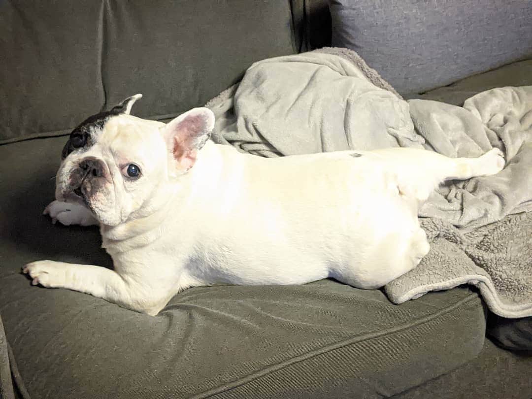 Manny The Frenchieのインスタグラム：「What?! Weekends are for lounging. 😏」