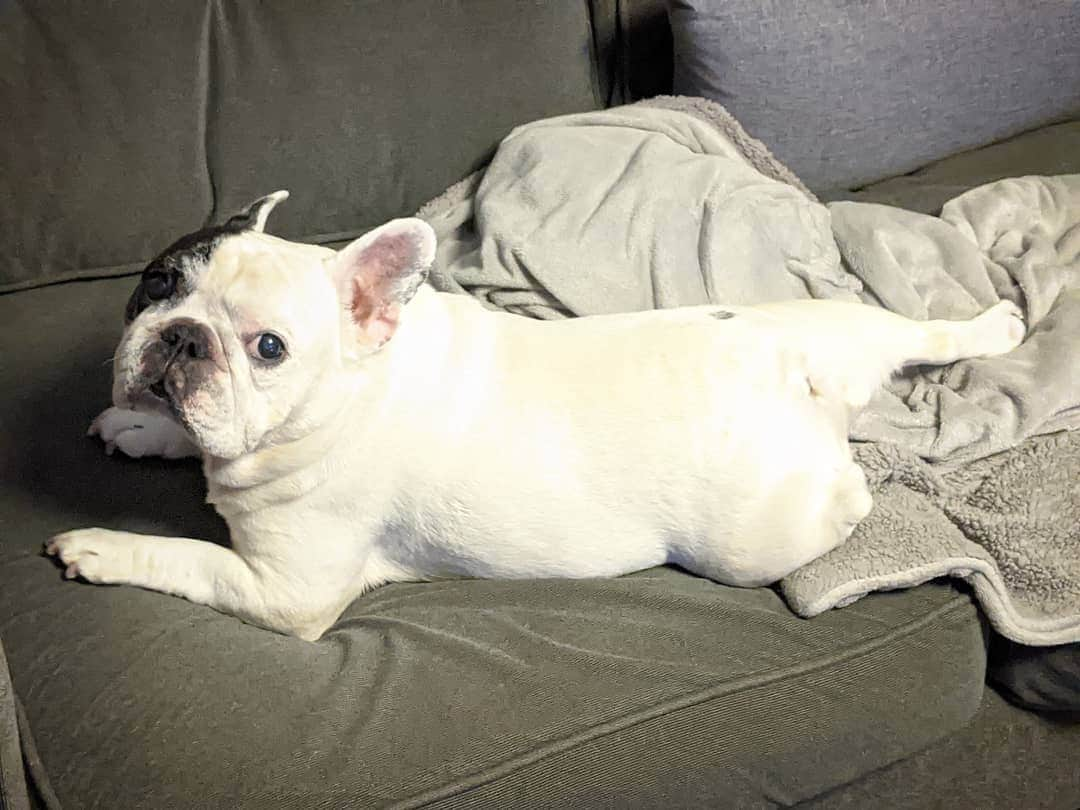 Manny The Frenchieさんのインスタグラム写真 - (Manny The FrenchieInstagram)「What?! Weekends are for lounging. 😏」10月25日 10時59分 - manny_the_frenchie