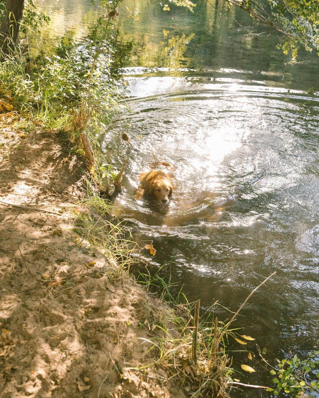 Amber Fillerup Clarkさんのインスタグラム写真 - (Amber Fillerup ClarkInstagram)「Chauncey was in heaven this weekend swimming in the creek and chasing javelinas. Love when my pup is exhausted at night because that is the sign of a good Chauncey day!」10月25日 11時09分 - amberfillerup