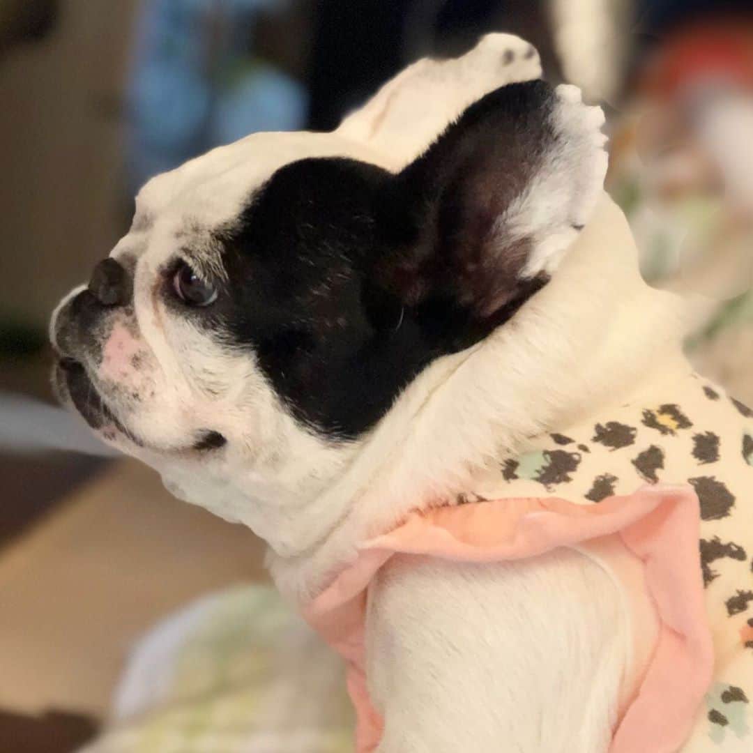 進藤やす子のインスタグラム：「✳︎ 可愛すぎる横顔😍...と溢れる首肉😂 . 母が動物病院で、小型犬連れてるママさんから「これ（首肉）なんですか？」って聞かれたらしい笑  . 自前のスヌードだよ！ . . #ふうこ日記 #ふうちゃん🐼 #ふがれす卒業生 #保護犬出身 #元保護犬 #フレンチブルドッグ #フレンチブルドッグパイド」