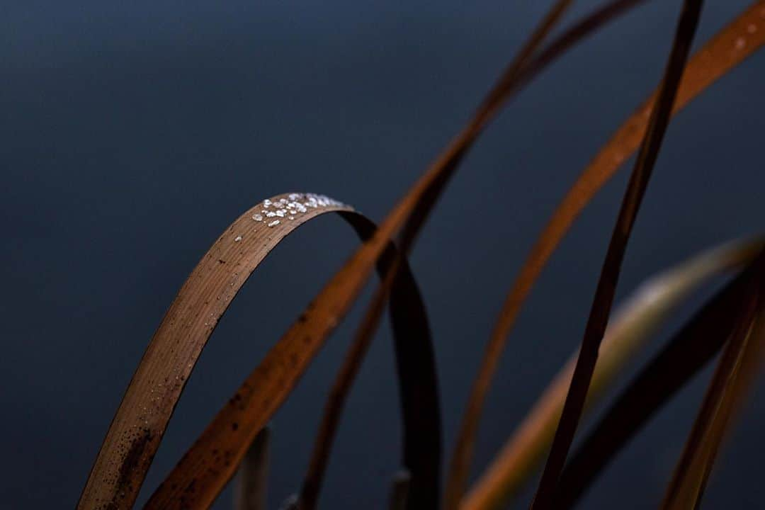 アンジー・ペインのインスタグラム：「Frozen water on cattail leaf blades, a small glint of light in a dark week. I have been out shooting a lot this past week — a knee-jerk reaction to my heightened anxiety as of late. It has been a heavy time here in Colorado as multiple wildfires have caused wide-spread destruction during an already stressful year. The stats on these fires is mind-blowing, and my thoughts are with everyone who has been affected and those working tirelessly to contain the blazes.  • I try to focus my lens on the beauty of the outdoors, and when things get dark, I search a little more frantically for those slices of light in nature. They are still there, but it has become absolutely impossible to ignore the growing barrage of stressors we as humans are constantly throwing at Mother Nature. This week the scale of destruction seems utterly overwhelming, and I’m still wrestling with what to do personally to contribute to long-term change. However, I AM confident that voting is an essential part of the solution and a good place to start. PLEASE VOTE. • • • #macro #macrophotography」