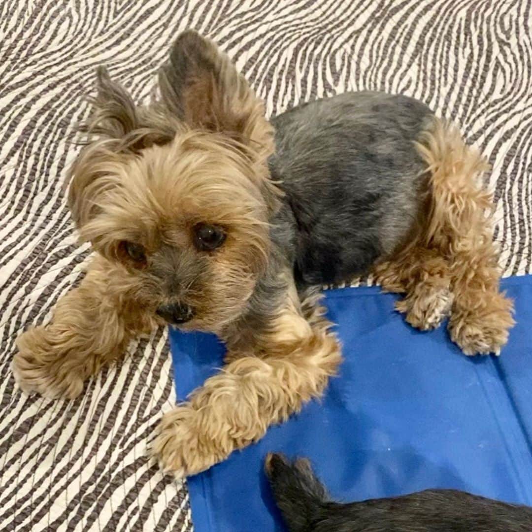 さんのインスタグラム写真 - (Instagram)「The first picture is one of the last pictures I have of Oliver on my phone! 😭💔🙏🏼 Thank you from the bottom of our hearts for all your love and support for our family during this difficult time! 🙏🏼♥️❌⭕️🐾🌈 All your comments, DMs and stories are helping us with our grieving of our sweet boy Oliver. 😭💔🙏🏼 Losing our precious fur-babies is the toughest thing to go through and the worst kind of pain!! 😭💔 I made a mistake when I posted about Oliver on Thursday on the date (it should be 04/02/2005~ 10/21/2020, NOT 26) because I was crying so hard when I posted and many of you knew and corrected for me in your stories, I appreciate that! 🙏🏼🐾♥️ I know you all care about our babies so much especially our senior baby Oliver so I wanted to share with you more about our sweet boy. 🥰🙏🏼♥️ Oliver had lots of health issues during his 15 plus years of life. He went through back to back bladder stone surgery and  patella surgery at age 9. He also went through Intensive dental surgery! 💔 Oliver fought through each life’s obstacle like a  Champ! 🙏🏼♥️💪🏼🏆 Almost one year ago on October 27th, Oliver was  attacked by a loose husky and we almost lost him! 💔💔💔 Once again, he amazed us, he kept fighting and made a complete recovery!! 🙌🏼🙏🏼♥️ I believe with my whole heart that changing their diets from prescription diets to a species appropriate real fresh food diet when Oliver was 13 made a huge different in his health! 🥩🥕🍗🥦Must watch  documentary on Amazon prime- PET FOOLED!! 🙏🏼 Oliver was diagnosed with facial nerve paralysis around two years ago. We took him for many acupuncture treatments! Oliver never complained and he always took everything like a true champ! 🏆 Early September when we took Oliver and Sammy to the vet for their monthly arthritis shots Dr. Casey noticed Oliver’s left side was enlarged and his stomach was pushed to one side. After X-ray she confirmed Oliver did have an enlarged spleen. And Dr. Casey suspected cancer and said if Oliver was a young pup she would recommend surgery. However at Oliver’s age she definitely do not recommend surgery! 😭💔🙏🏼 (continued below in comment)」10月25日 2時37分 - happyyorkiefamily