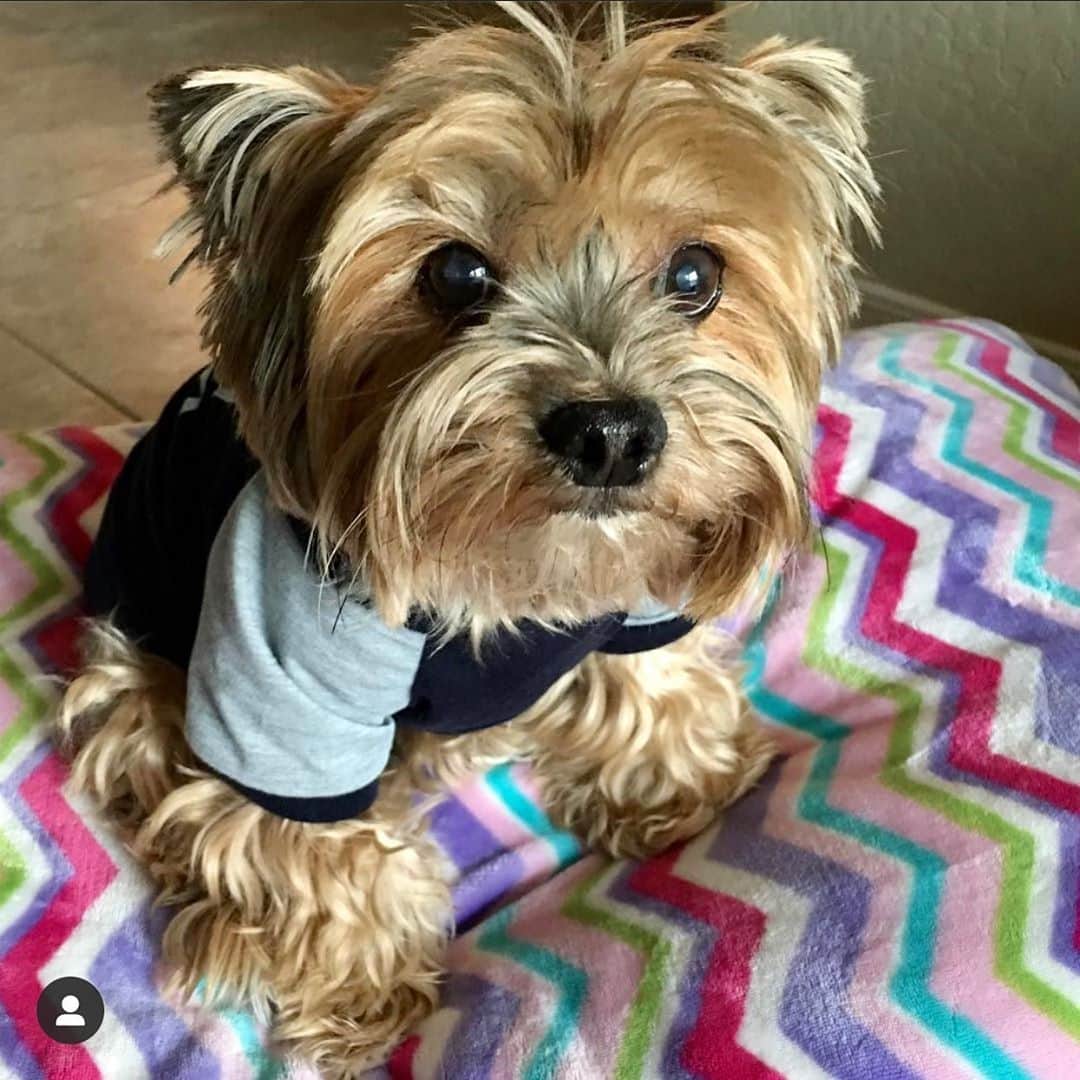 さんのインスタグラム写真 - (Instagram)「The first picture is one of the last pictures I have of Oliver on my phone! 😭💔🙏🏼 Thank you from the bottom of our hearts for all your love and support for our family during this difficult time! 🙏🏼♥️❌⭕️🐾🌈 All your comments, DMs and stories are helping us with our grieving of our sweet boy Oliver. 😭💔🙏🏼 Losing our precious fur-babies is the toughest thing to go through and the worst kind of pain!! 😭💔 I made a mistake when I posted about Oliver on Thursday on the date (it should be 04/02/2005~ 10/21/2020, NOT 26) because I was crying so hard when I posted and many of you knew and corrected for me in your stories, I appreciate that! 🙏🏼🐾♥️ I know you all care about our babies so much especially our senior baby Oliver so I wanted to share with you more about our sweet boy. 🥰🙏🏼♥️ Oliver had lots of health issues during his 15 plus years of life. He went through back to back bladder stone surgery and  patella surgery at age 9. He also went through Intensive dental surgery! 💔 Oliver fought through each life’s obstacle like a  Champ! 🙏🏼♥️💪🏼🏆 Almost one year ago on October 27th, Oliver was  attacked by a loose husky and we almost lost him! 💔💔💔 Once again, he amazed us, he kept fighting and made a complete recovery!! 🙌🏼🙏🏼♥️ I believe with my whole heart that changing their diets from prescription diets to a species appropriate real fresh food diet when Oliver was 13 made a huge different in his health! 🥩🥕🍗🥦Must watch  documentary on Amazon prime- PET FOOLED!! 🙏🏼 Oliver was diagnosed with facial nerve paralysis around two years ago. We took him for many acupuncture treatments! Oliver never complained and he always took everything like a true champ! 🏆 Early September when we took Oliver and Sammy to the vet for their monthly arthritis shots Dr. Casey noticed Oliver’s left side was enlarged and his stomach was pushed to one side. After X-ray she confirmed Oliver did have an enlarged spleen. And Dr. Casey suspected cancer and said if Oliver was a young pup she would recommend surgery. However at Oliver’s age she definitely do not recommend surgery! 😭💔🙏🏼 (continued below in comment)」10月25日 2時37分 - happyyorkiefamily