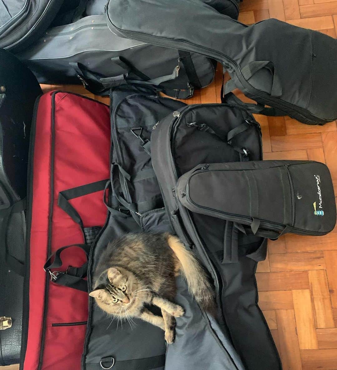 ナタリア・ディルのインスタグラム：「Vai começar a turnê!  Amelie cat’s band hahahhaha  #mudança 📦  #empacotando」