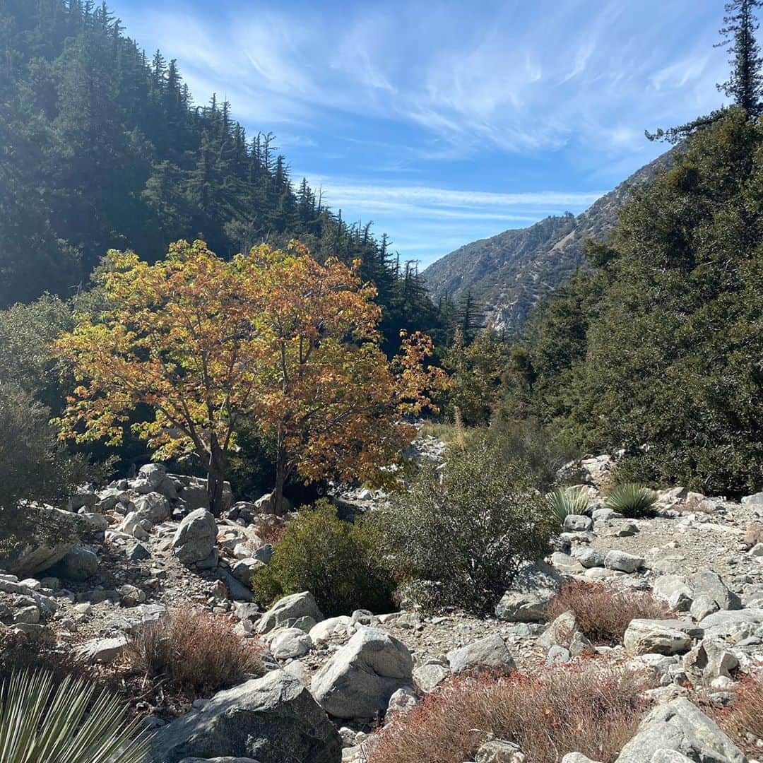 マット・ボマーさんのインスタグラム写真 - (マット・ボマーInstagram)「California has some of the most incredible forests in the world. We went on a mission to get some fresh air, and a feel for Autumn in Southern California (where fall is pretty hard to find). Though it’s not quite New England, this place has a beauty all it’s own. It’s been a tough year for our national forests. Head to the link in my bio to join me in donating to plant new trees, restore watersheds, and protect crucial habitats. And please let me know in the comments if you know a good spot to find fall colors near LA. 🍂 🍁 @nationalforests  thank you @parkertomparker for the recommendation! P.S. Unfortunately we didn’t see any bears or snakes, but we did see quite a few chipmunks.」10月25日 3時16分 - mattbomer