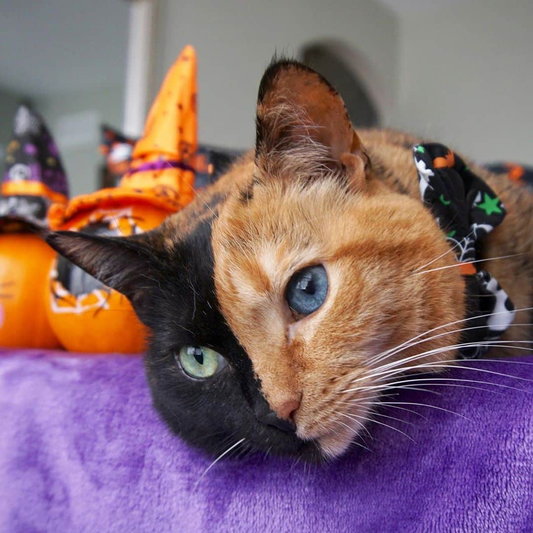 Venus Cat のインスタグラム：「Who’s ready for Halloween? My face is always Halloween ready! 🖤🧡 #catsofinstagram #weeklyfluff #halloween」