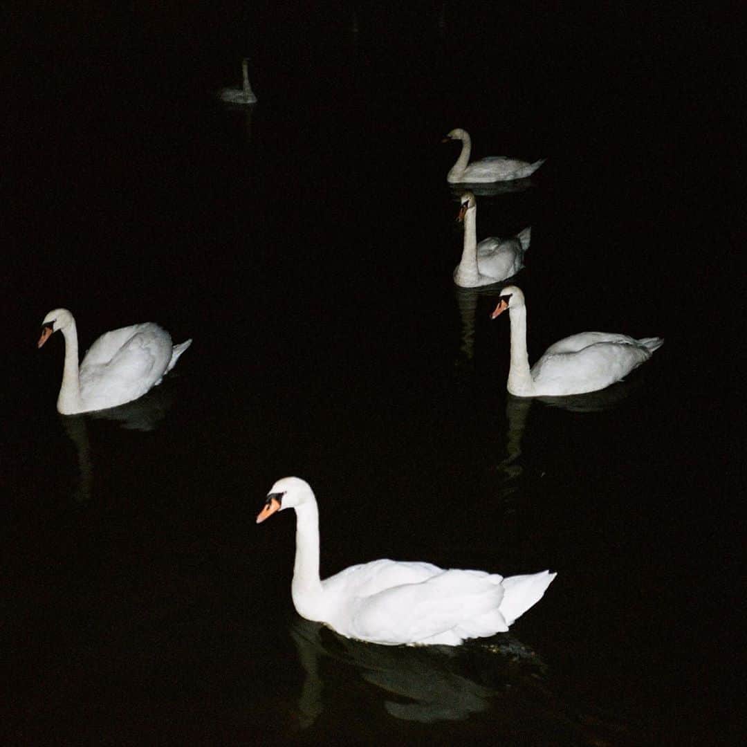 Estée Lalondeのインスタグラム：「🖤🦢」