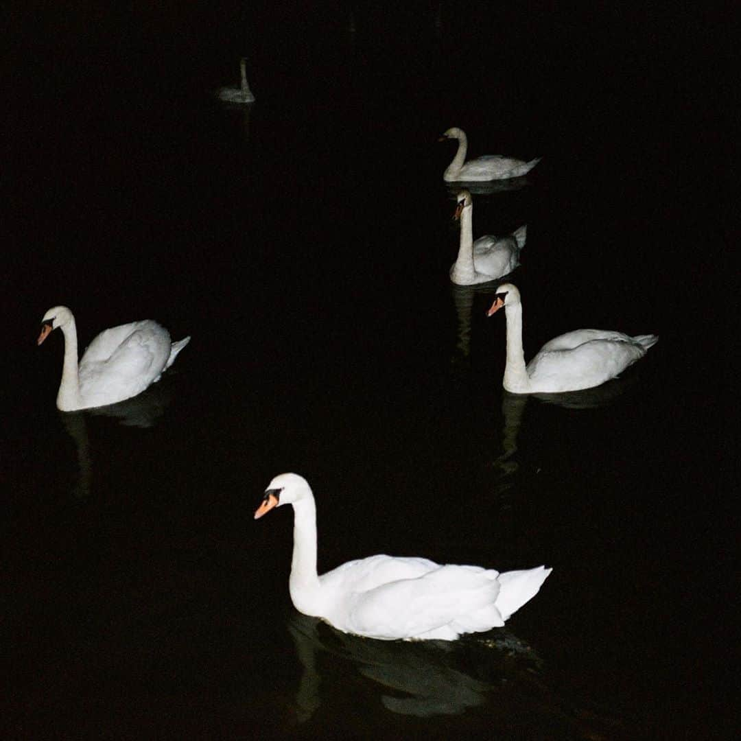 Estée Lalondeさんのインスタグラム写真 - (Estée LalondeInstagram)「🖤🦢」10月25日 3時52分 - esteelalonde