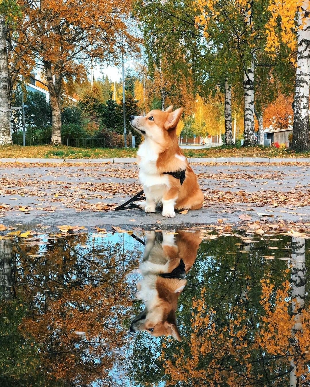 8crapさんのインスタグラム写真 - (8crapInstagram)「When you’re both smol and majestic - Want to get featured like him? Join “The Barked Club” on FACEBOOK and post something now! 👉 barked.com - 📷 @eltonthecorgi - #TheBarkedClub #barked #dog #doggo #puppy #pupper #Corgi #CorgiPuppy」10月25日 4時00分 - barked