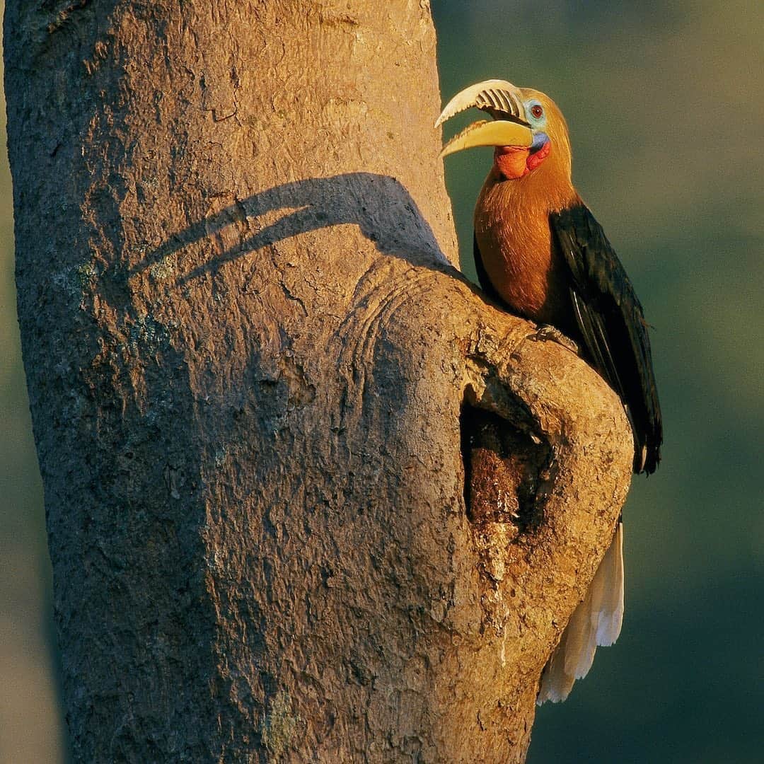 Tim Lamanさんのインスタグラム写真 - (Tim LamanInstagram)「Photo by @timlaman. A male Rufous-necked Hornbill perches above the nest cavity where the female waits for him to deliver food. Female hornbills stay inside their tree cavity the entire time they are incubating the egg and raising the chick. Usually several months. They are entirely dependent on the male for food. You can learn all about this fascinating group of birds in the book Hornbills of the World for which I was the principal photographer.  I’m giving a copy away to one lucky newsletter subscriber at the end of the month. Go to my link in bio to sign up and be entered in the drawing.  #hornbill #thailand #endangeredspecies」10月25日 4時00分 - timlaman