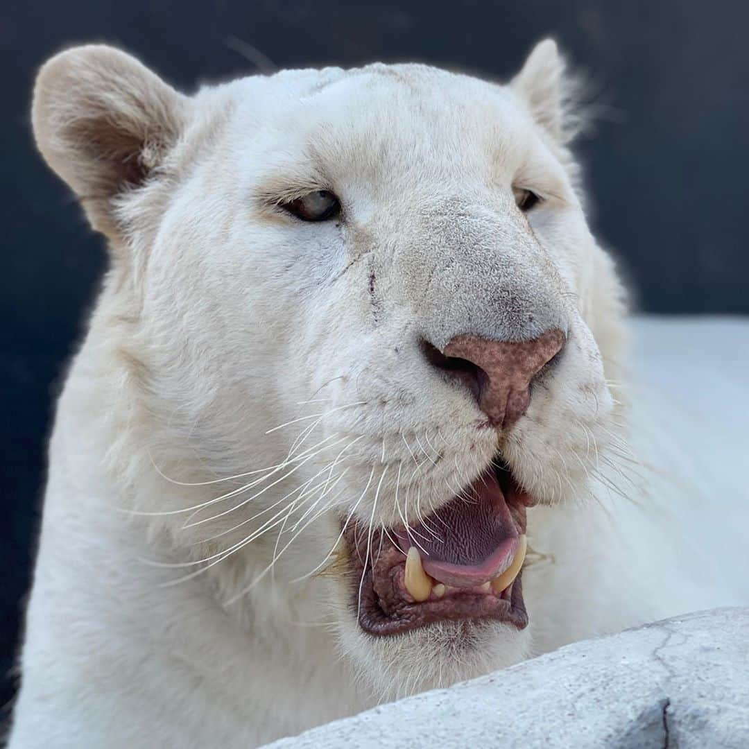 Black Jaguar-White Tiger さんのインスタグラム写真 - (Black Jaguar-White Tiger Instagram)「Etrusco. Remember how weak he was when he was born due to inbreeding? With his head tilted and Hod knows how many issues more? Look at him now. Gorgeous. Magnificent. Miraculous... #BabyEtruscoBJWT #SaveTigers」10月25日 4時30分 - blackjaguarwhitetiger