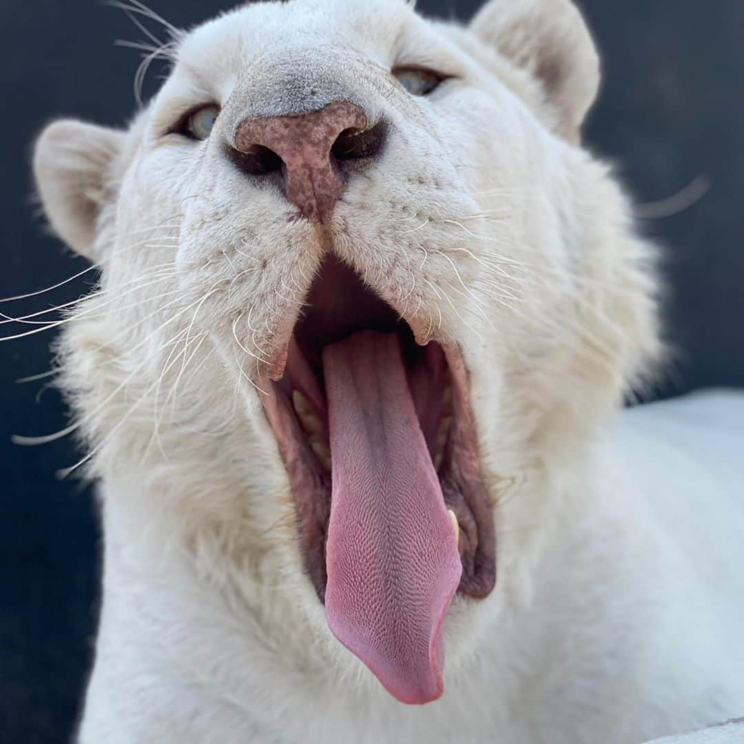 Black Jaguar-White Tiger さんのインスタグラム写真 - (Black Jaguar-White Tiger Instagram)「Etrusco. Remember how weak he was when he was born due to inbreeding? With his head tilted and Hod knows how many issues more? Look at him now. Gorgeous. Magnificent. Miraculous... #BabyEtruscoBJWT #SaveTigers」10月25日 4時30分 - blackjaguarwhitetiger